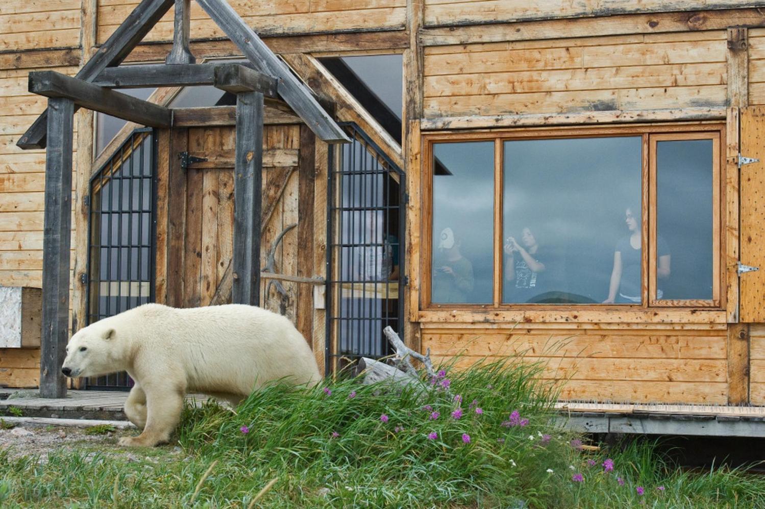 Churchill Wild & Polar Bears Tours!